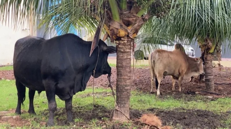 Tradisi Meugang, Kapolda Aceh Bagikan Ratusan Paket Daging untuk Warga dan Insan Pers