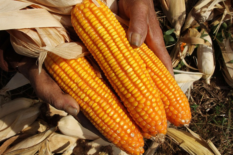 Redam Kenaikan Harga Telur dan Ayam, Pemerintah Siapkan SPHP Jagung
