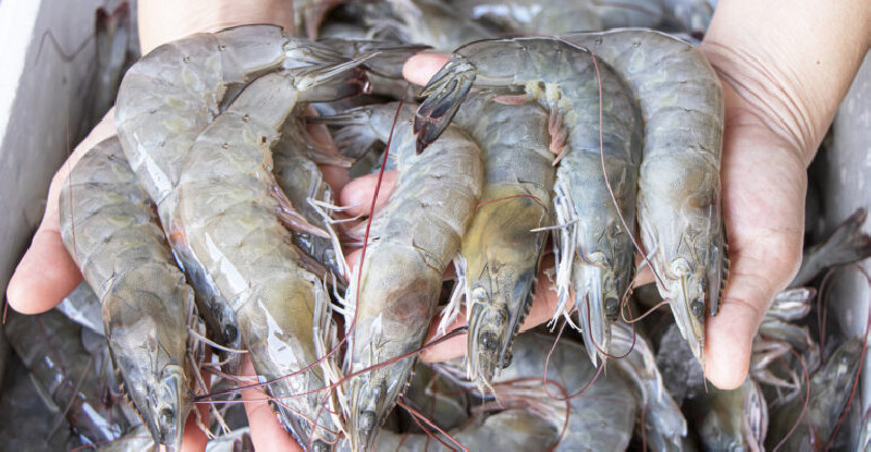 Tembus Rp5,3 T! 1.852 Kontainer Udang Indonesia Meluncur ke AS