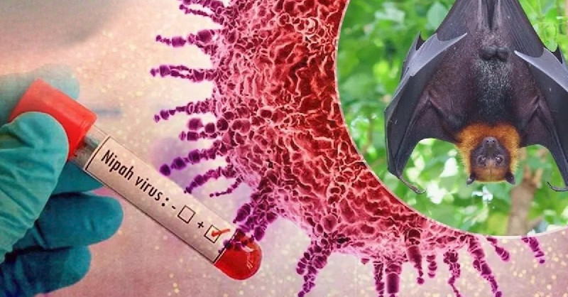 WHO Peringatkan Ancaman Virus Nipah Usai Dua Kasus Terkonfirmasi di India