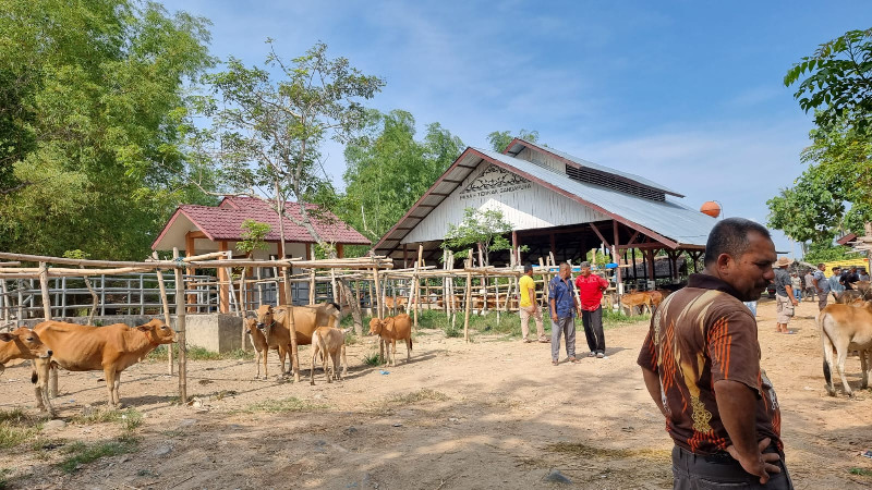 Harga Sapi 50 Juta Per Desa, Aceh Utara Terbanyak Terima Sapi Meugang Presiden Prabowo