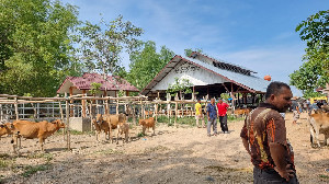 Harga Sapi 50 Juta Per Desa, Aceh Utara Terbanyak Terima Sapi Meugang Presiden Prabowo