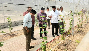 Disdik Aceh: Greenhouse Anggur di SMKN 1 Peureulak Jadi Sarana Praktik dan Peluang Ekonomi
