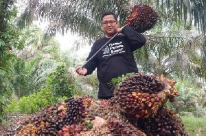 Harga Sawit Naik, Pengusaha Berpeluang Panen Untung
