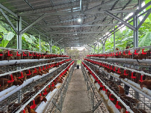 Gas Hilirisasi Ayam! Pemerintah Kejar Stabilitas Harga dan Pasokan