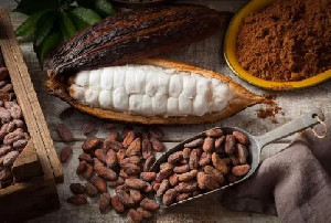 Grinding Kakao Nasional Naik 4,43%, Pemerintah Siapkan Ekspansi Besar