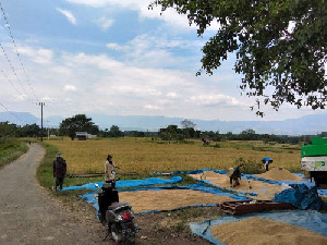 Swasembada Pangan dari Desa, Petani Aceh Besar Maksimalkan Lahan Tadah Hujan