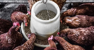 Biar MBG Tetap Jalan, Kementan Fokus Kemandirian Pakan Ayam Petelur