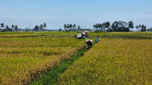 Harga Gabah di Pidie Tembus Rp7.500/Kg, Petani Mengaku Lebih Lega