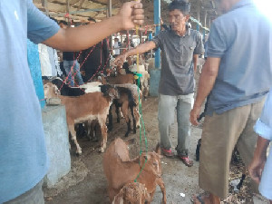 Jelang Meugang Idul fitri, Perputaran Uang di Pasar Hewan Sibreh Meningkat