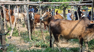 Aceh Utara Terima 1.123 Sapi Meugang dari Presiden Disalurkan ke 852 Gampong