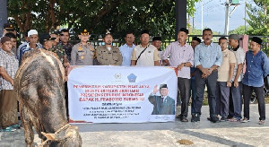 Pidie Jaya Terima 281 Sapi Meugang dari Prabowo, Total Bantuan Rp4,9 Miliar