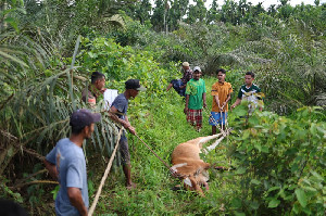 Atjeh Connection Foundation Salurkan Sapi Meugang untuk Korban Banjir di Aceh Timur
