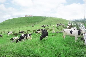 250 Sapi Perah Impor Masuk, Investasi Dongkrak Produksi Susu Nasional