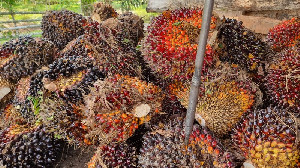 Harga Sawit Aceh Naik, TBS Tertinggi Tembus Rp3.600 per Kilogram
