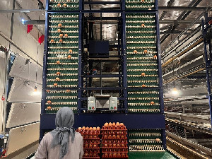 Telur Jadi Primadona! Kementan Buka Peluang Cuan Besar untuk Peternak