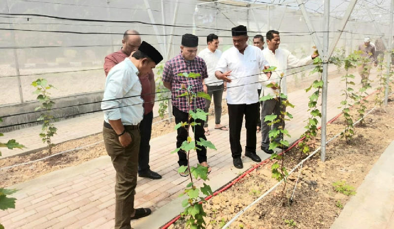 Disdik Aceh: Greenhouse Anggur di SMKN 1 Peureulak Jadi Sarana Praktik dan Peluang Ekonomi