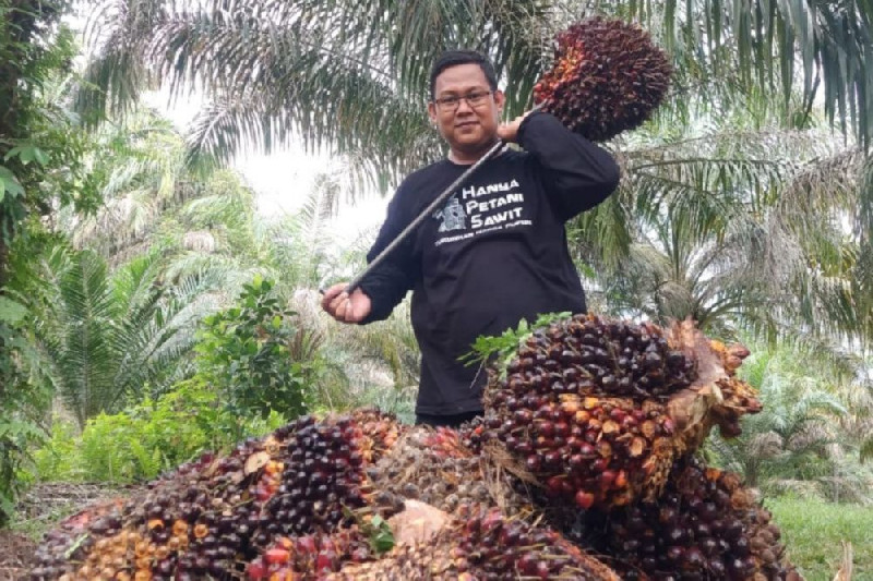 Harga Sawit Naik, Pengusaha Berpeluang Panen Untung