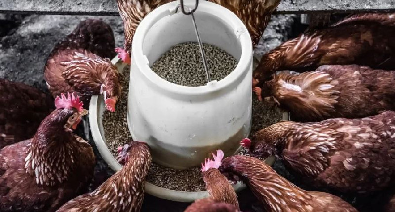 Biar MBG Tetap Jalan, Kementan Fokus Kemandirian Pakan Ayam Petelur