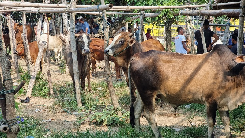 Aceh Utara Terima 1.123 Sapi Meugang dari Presiden Disalurkan ke 852 Gampong