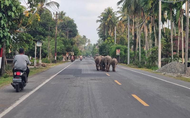 Pemudik Resah, Sapi dan Kerbau Berkeliaran di Jalan Nasional Barsela Aceh