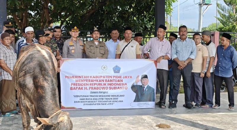 Pidie Jaya Terima 281 Sapi Meugang dari Prabowo, Total Bantuan Rp4,9 Miliar