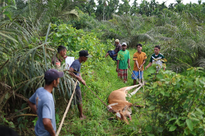 Atjeh Connection Foundation Salurkan Sapi Meugang untuk Korban Banjir di Aceh Timur