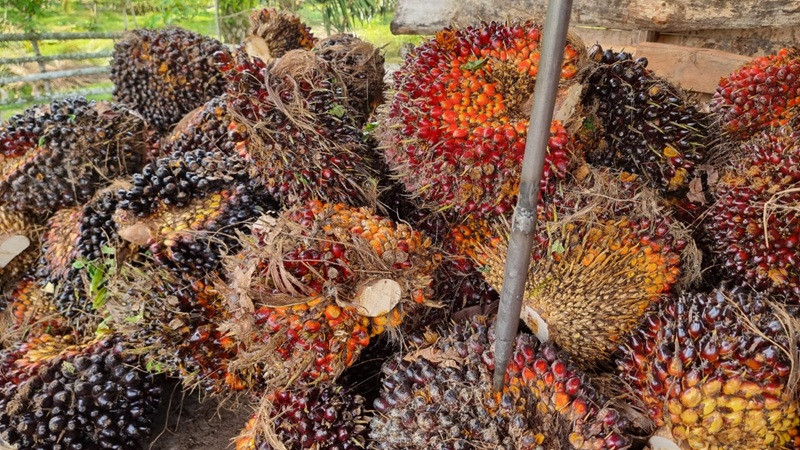 Harga Sawit Aceh Naik, TBS Tertinggi Tembus Rp3.600 per Kilogram