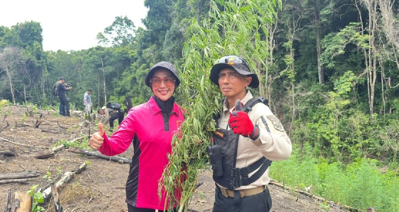 Kapolda Aceh Turun Gunung, Pimpin Pemusnahan Ladang Ganja 20 Hektare
