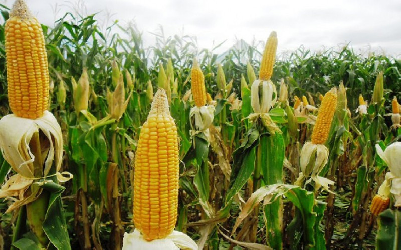 Prabowo Instruksikan Bulog Serap 1 Juta Ton Jagung pada 2026