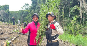 Kapolda Aceh Turun Gunung, Pimpin Pemusnahan Ladang Ganja 20 Hektare