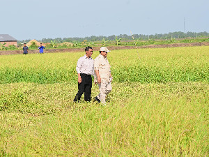 Hadapi El Nino, Pemerintah Klaim Cadangan Beras Tertinggi Sepanjang Sejarah