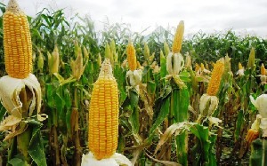Prabowo Instruksikan Bulog Serap 1 Juta Ton Jagung pada 2026