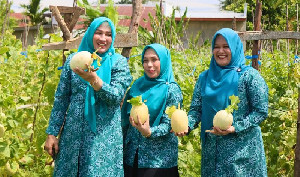 Cerita Tiga Srikandi, Panen Melon hingga Menikmati Tempe Koro