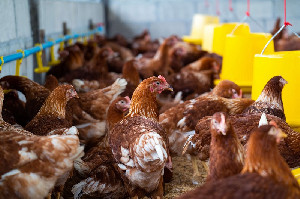 Strategi Baru Kementan: Atur Bibit Ayam demi Jaga Harga Tetap Stabil