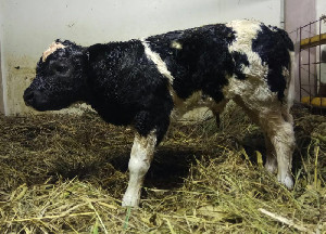 Kementan Genjot Produksi Daging Lewat Sapi Raksasa Belgian Blue
