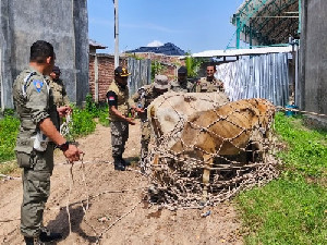 5 Sapi Liar Diamankan di Aceh Besar, Pemilik Terancam Denda hingga Penyembelihan