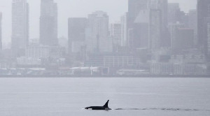 Heboh Orca Misterius di Seattle, Ilmuwan Ungkap Dugaan Asal-usulnya