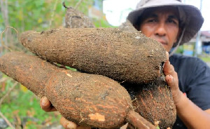 Bapanas Dorong Hilirisasi Singkong, UMKM Bogor Beralih ke Produksi Semi Modern