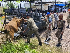 Satpol PP WH Aceh Besar Kembali Ciduk Ternak Berkeliaran di Jalan Sukarno Hatta