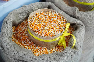SPHP Jagung Resmi Dimulai, Sasar 5.000 Peternak di 26 Provinsi