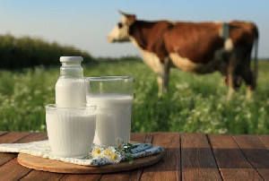 Produksi Lokal Belum Cukup, Pemerintah Gaspol Kejar Swasembada Susu