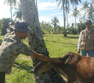 Distan Aceh Besar Vaksinasi 100 Ternak, Perkuat Kesehatan dan Produktivitas Peternak