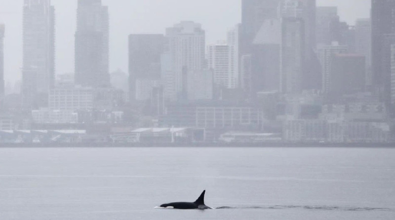 Heboh Orca Misterius di Seattle, Ilmuwan Ungkap Dugaan Asal-usulnya
