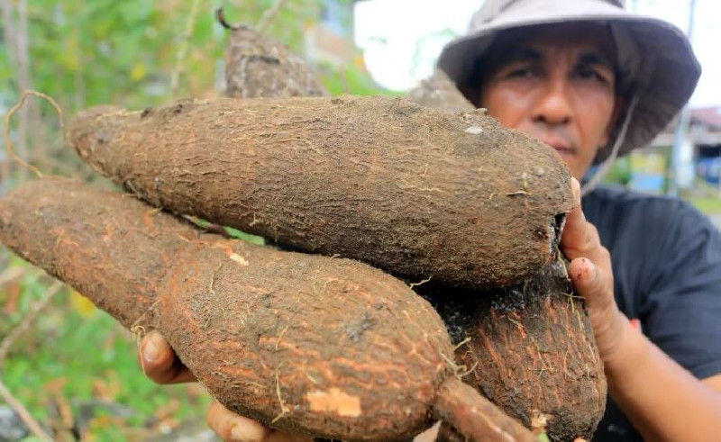 Bapanas Dorong Hilirisasi Singkong, UMKM Bogor Beralih ke Produksi Semi Modern