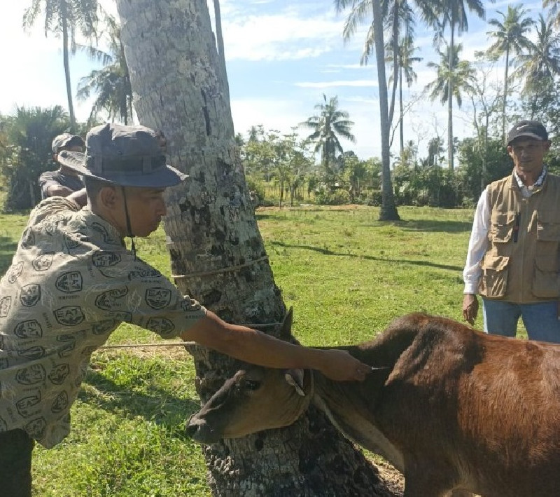 Distan Aceh Besar Vaksinasi 100 Ternak, Perkuat Kesehatan dan Produktivitas Peternak