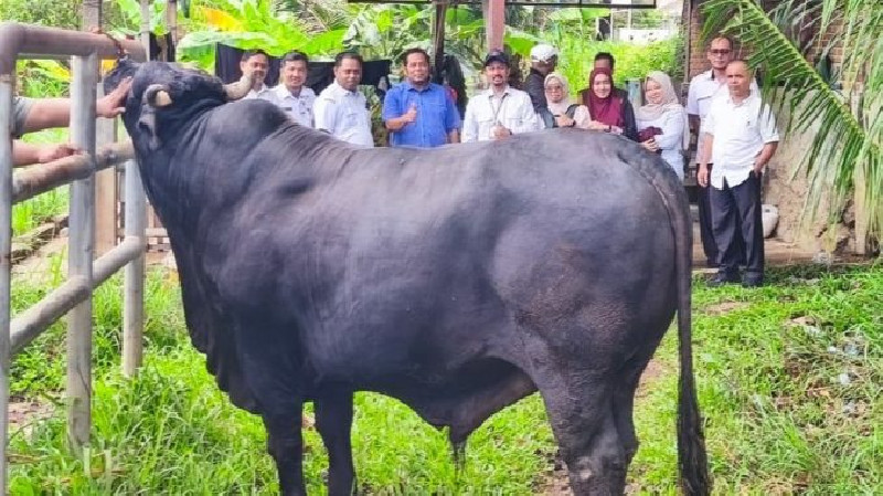 Banda Aceh Terima Bantuan Sapi Kurban Presiden, Beratnya 950 Kilogram