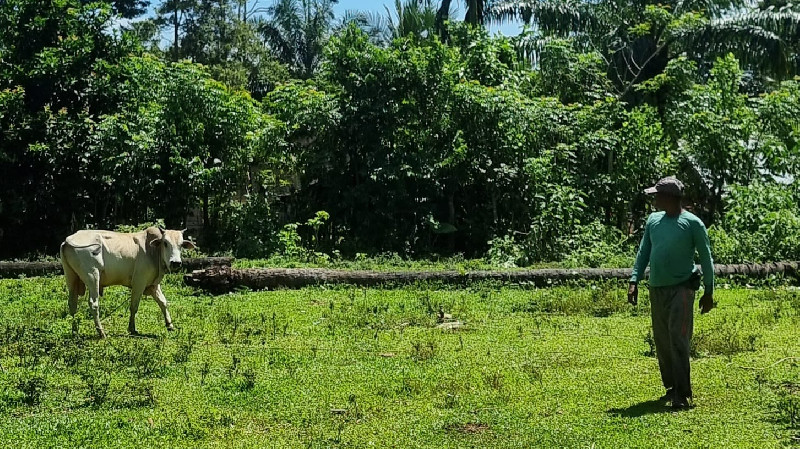 Iduladha 1447 H, Penjualan Hewan Kurban di Aceh Menurun