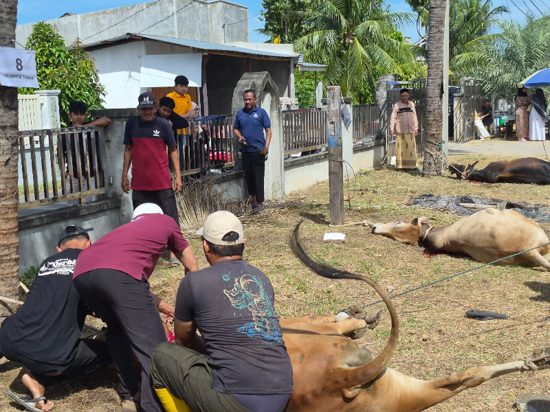 Warga Geulanggang Bireuen Sembelih 45 Hewan Kurban pada Iduladha 1447 H