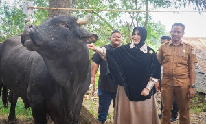 Illiza Serahkan Sapi Kurban Presiden Ke Kecamatan